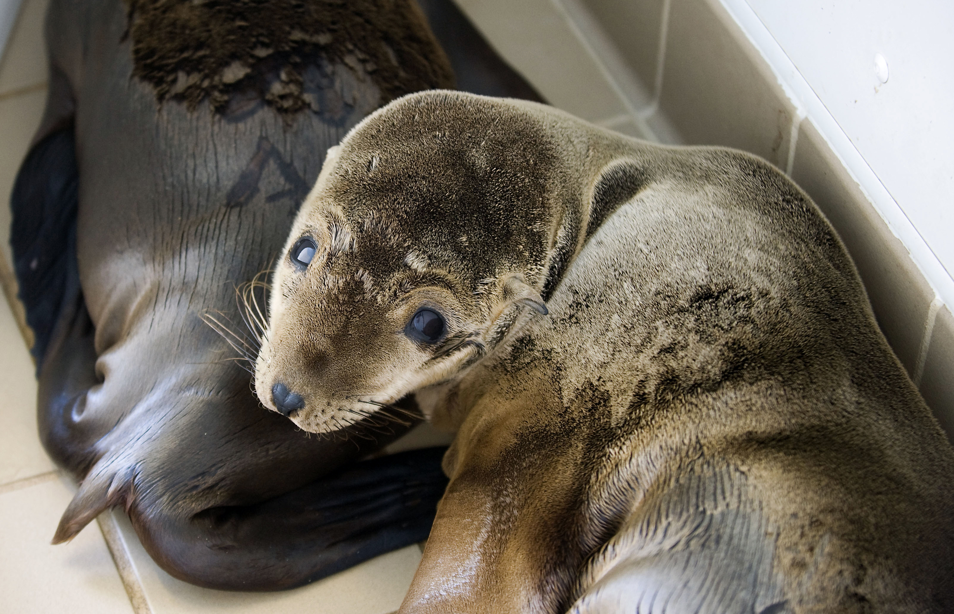 Sea Lion Pups