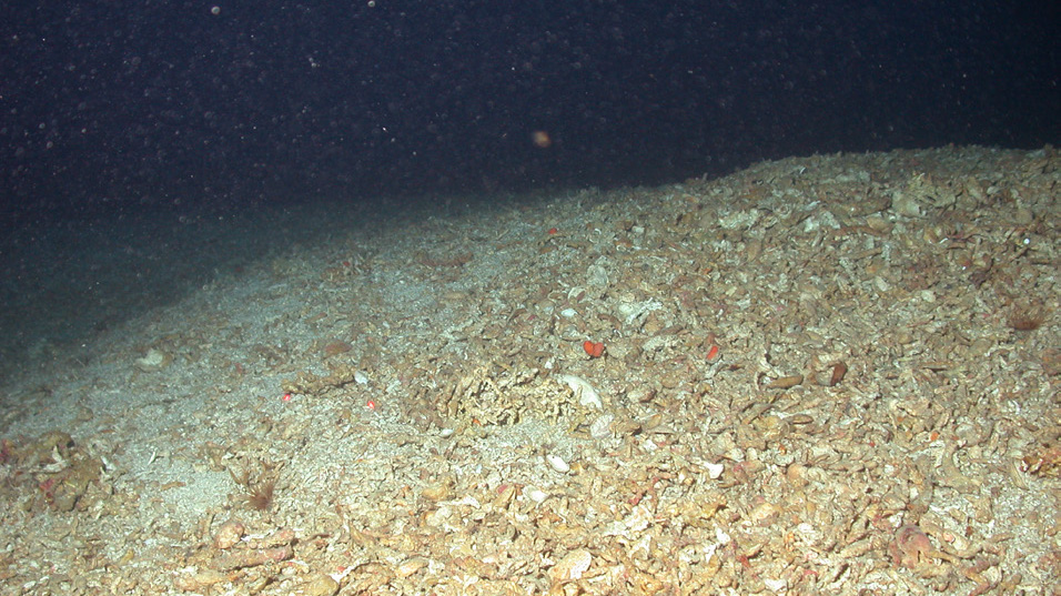 Destroyed Mid-Atlantic Coral