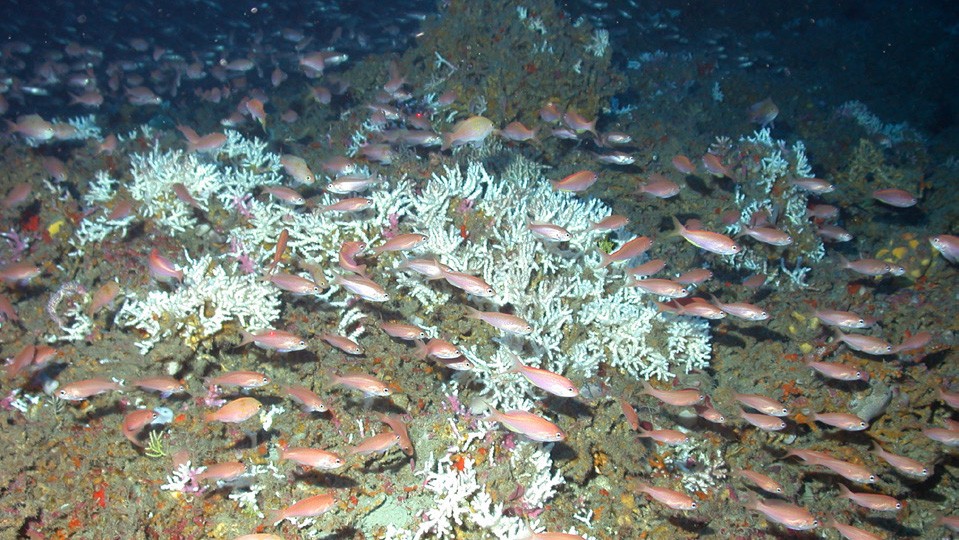 Protected Mid-Atlantic Coral