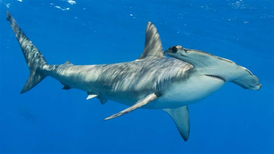 A scalloped hammerhead shark.