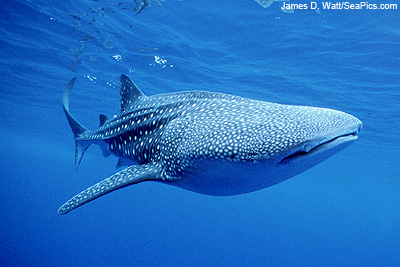 Whale Shark