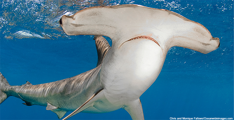 Scalloped Hammerhead Shark in Panama