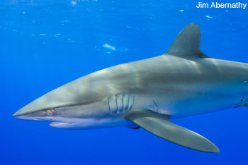 Silky Shark