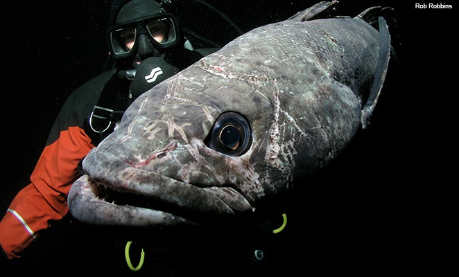 Toothfish