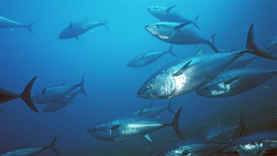 Pacific bluefin tuna swim in the ocean.