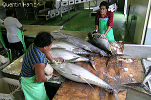 Yellowfin Tuna