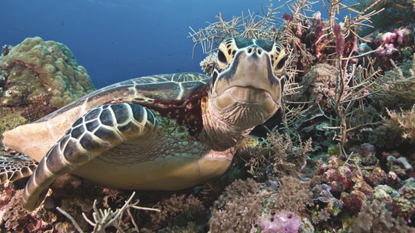 Palau is an archipelago composed of more than 250 islands in the western Pacific Ocean