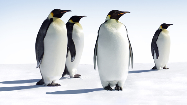 New Study Projects Decline of Emperor Penguins