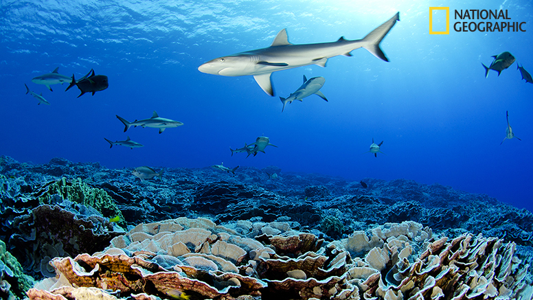 The pristine coral reef of Ducie atoll with abundant populations of grey reef sharks and whitetip reef sharks.