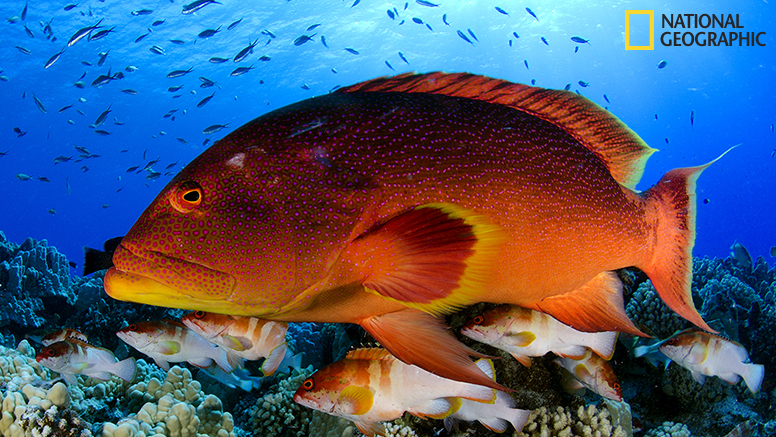 With persistence and patience we found very abundant carnivores including groupers with all the colors of a peacock.