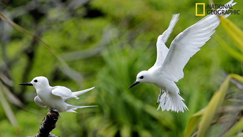 The fairy terns are ever overhead, mobbing us as we walk through their zone.