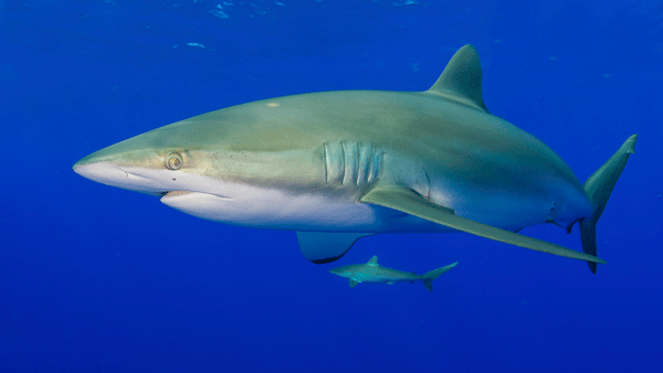 silky shark