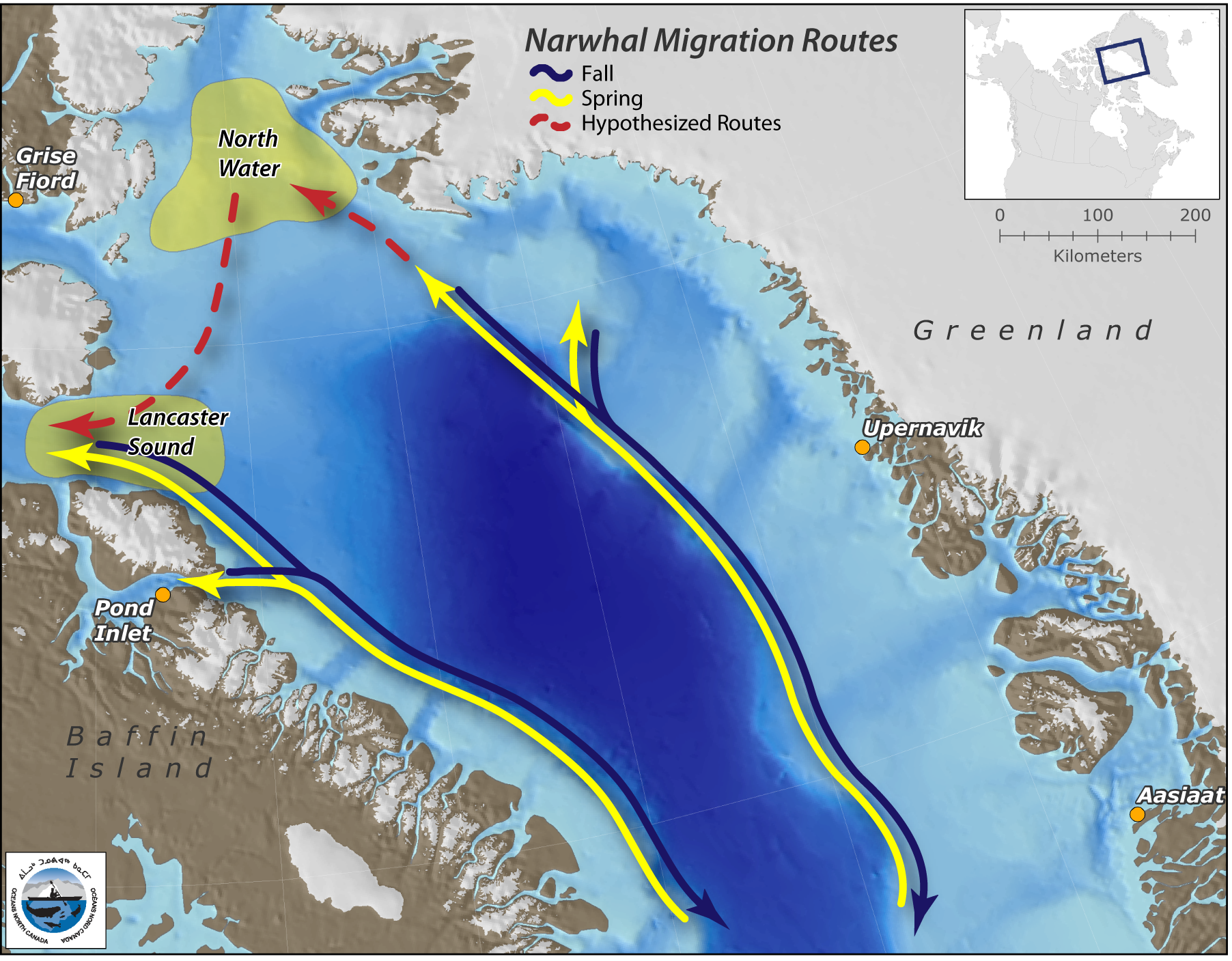 Beluga, Whales, Species