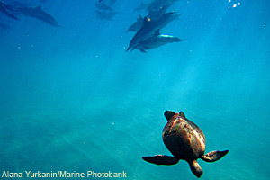 Marine Biodiversity