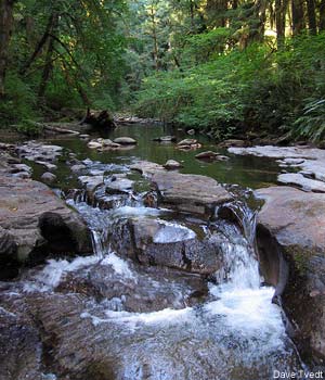 Devil's Staircase Wilderness