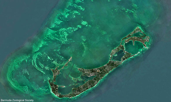 Bermuda Bermuda