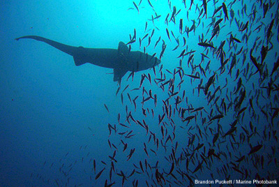 Shark Conservation Moving Forward in Chile