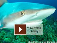 Shark Conservation Photo Gallery