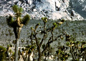 Joshua Tree National Park