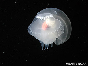  Mollusc at the Davidson Seamount off the coast of California, USA