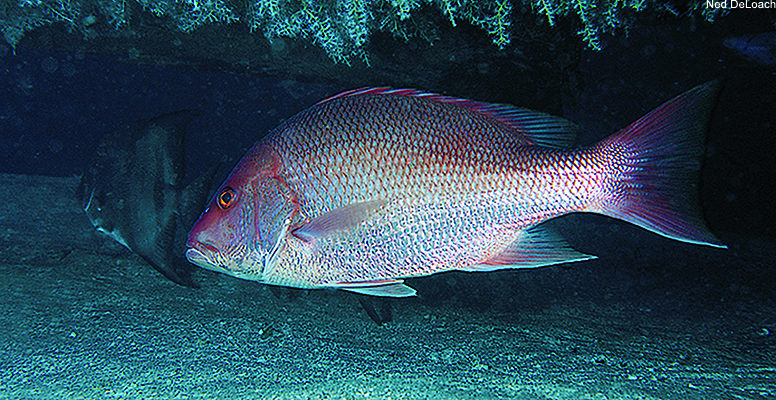 Gulf of Mexico red snapper