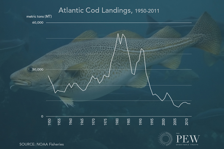 Atlantic cod landings