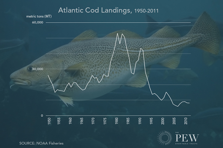 Atlantic cod landings