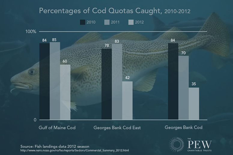 Percentages of Cod Quotas Caught