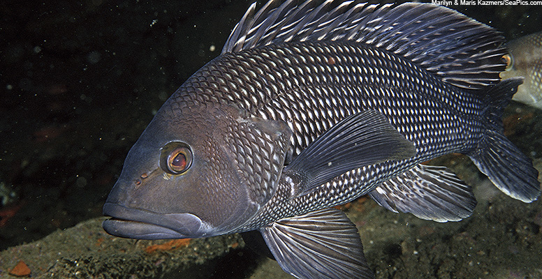 Black sea bass