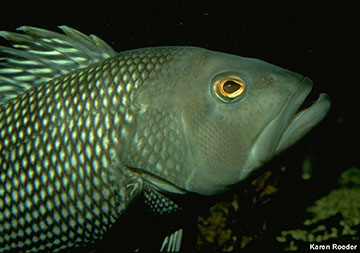 Black Sea Bass Black Sea Bass