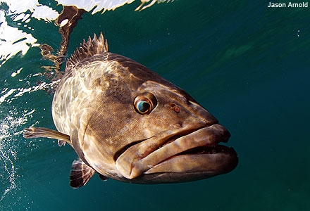 Gag Grouper