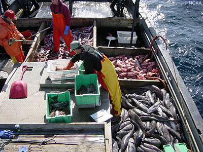 NOAA Groundfish Observer Program