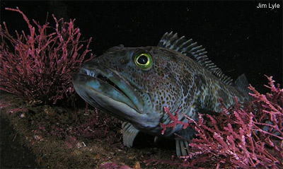 Pacific Lingcod