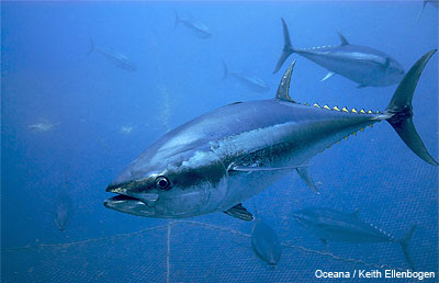 Bluefin Tuna