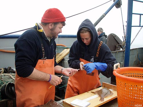 Tagging yellowtail flounder