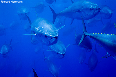 Bluefin tuna