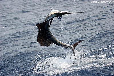 Sailfish