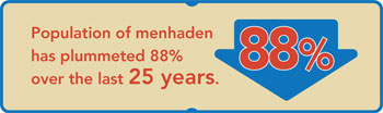 Population of menhaden have plummeted 88% over the past 25 years