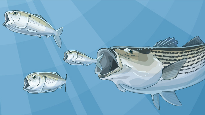 menhaden_illustration_w_striper_final_np.jpg