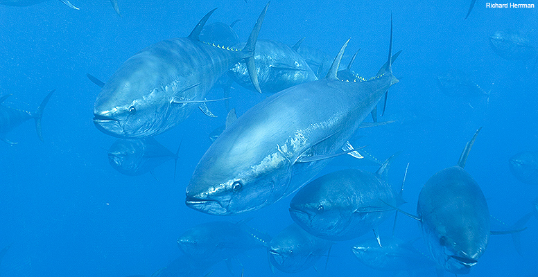 Western Atlantic bluefin tuna
