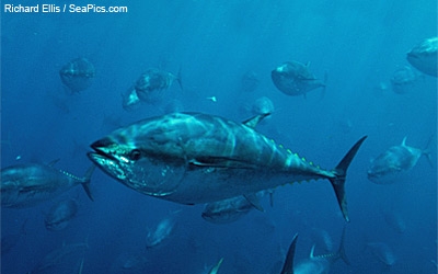 Atlantic bluefin tuna