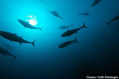 Bluefin tuna, photo: Keith Ellenbogen / Oceana