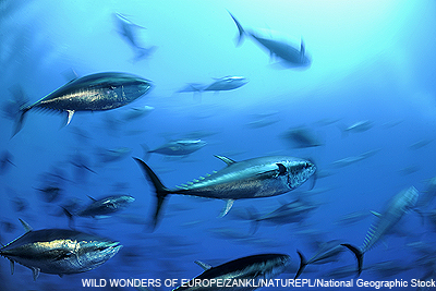 Atlantic bluefin tuna