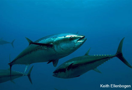 Mediterranean Bluefin Tuna