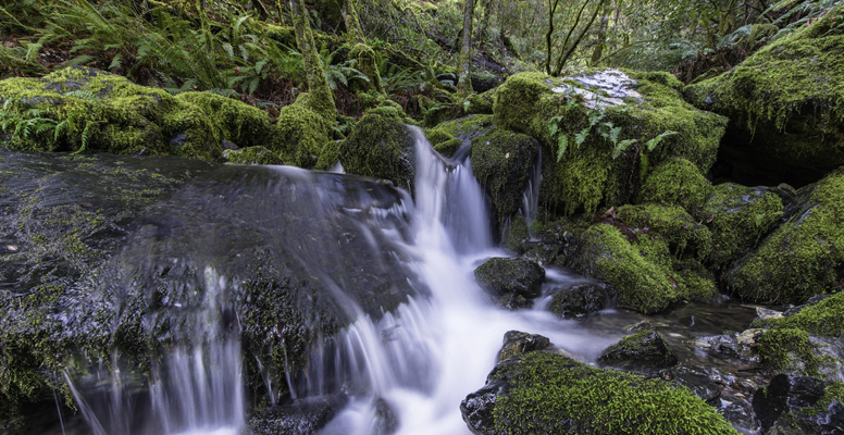 Rainie Falls Trail. Rogue River, Ore.