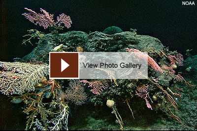Deep Sea Slideshow