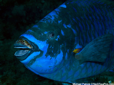 Parrot Fish