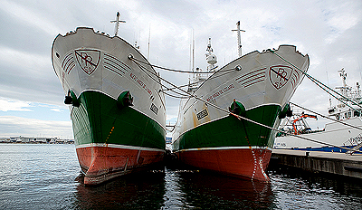 Spanish Trawlers at Port.