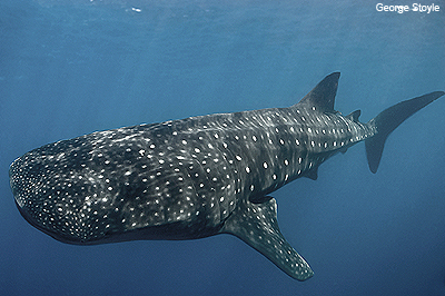 Whale Shark-Global Shark Conservation