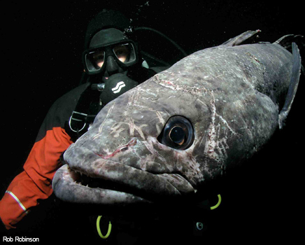 Toothfish